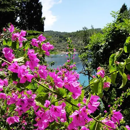 ヴィラ Klematis *